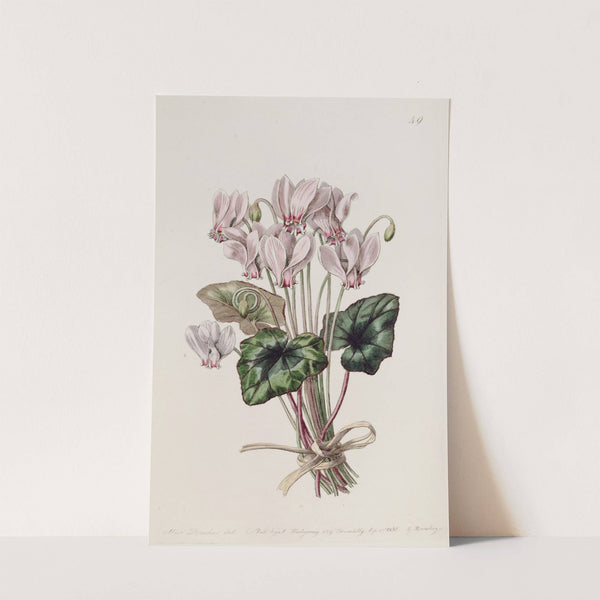 Neapolitan Cyclamen by Sydenham Edwards