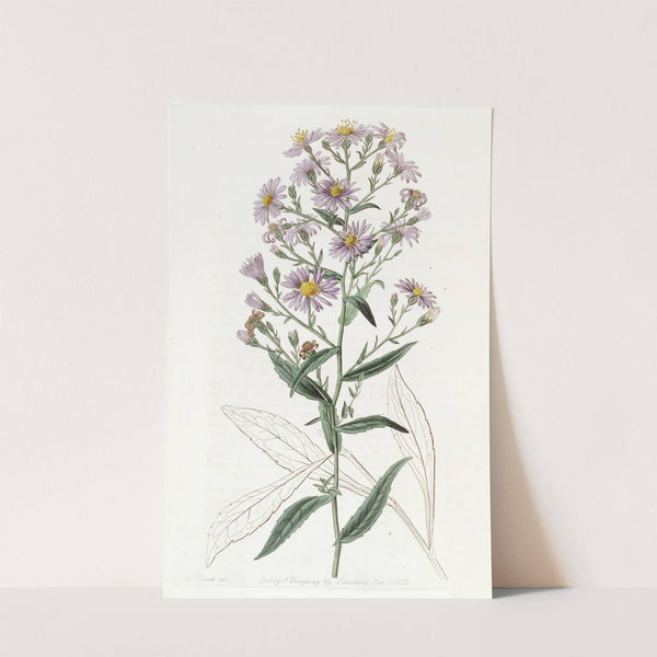 Neat Aster by Sydenham Edwards