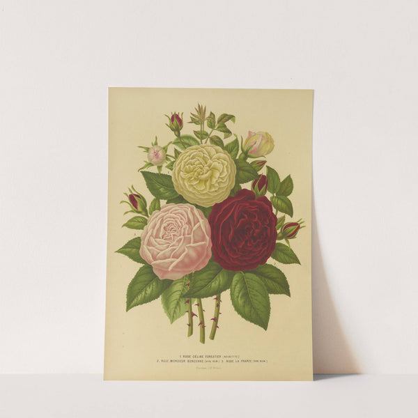 Nederlandsche flora en pomona Pl.01 (1879) by Abraham Jacobus Wendel