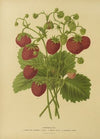 Nederlandsche flora en pomona Pl.02 (1879)