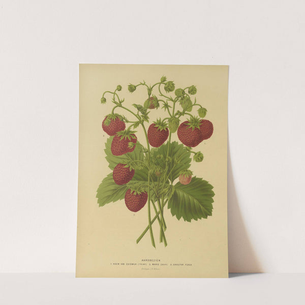 Nederlandsche flora en pomona Pl.02 (1879) by Abraham Jacobus Wendel