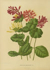 Nederlandsche flora en pomona Pl.03 (1879)