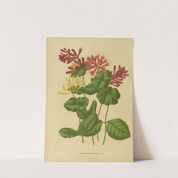 Nederlandsche flora en pomona Pl.03 (1879) by Abraham Jacobus Wendel