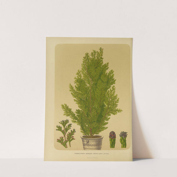 Nederlandsche flora en pomona Pl.04 (1879) by Abraham Jacobus Wendel