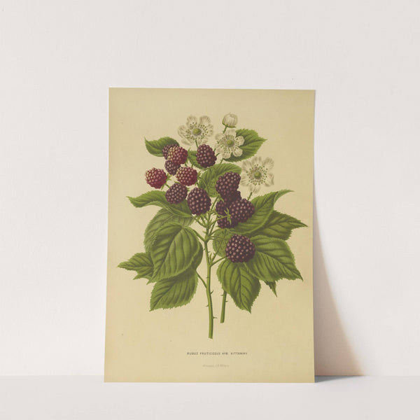 Nederlandsche flora en pomona Pl.05 (1879) by Abraham Jacobus Wendel