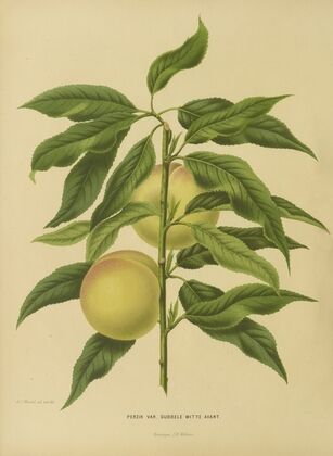 Nederlandsche flora en pomona Pl.06 (1879)