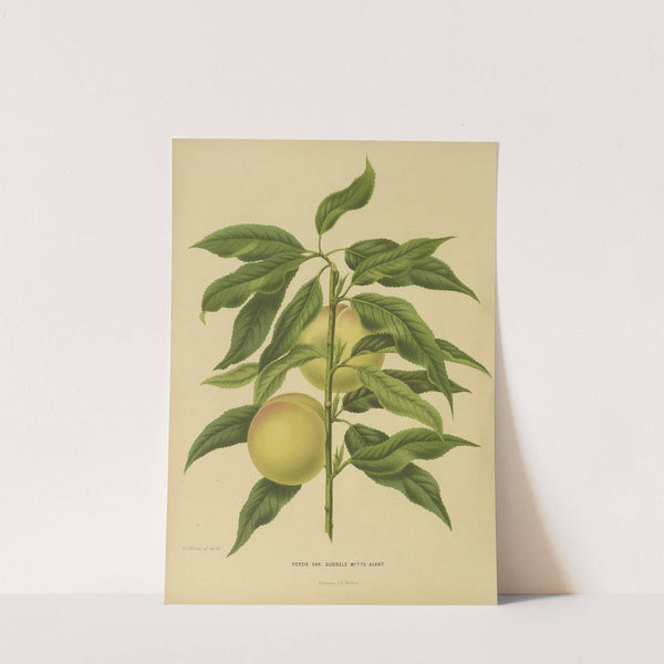 Nederlandsche flora en pomona Pl.06 (1879) by Abraham Jacobus Wendel