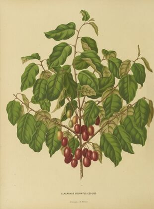 Nederlandsche flora en pomona Pl.08 (1879)