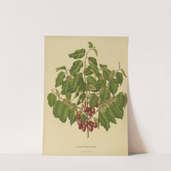 Nederlandsche flora en pomona Pl.08 (1879) by Abraham Jacobus Wendel