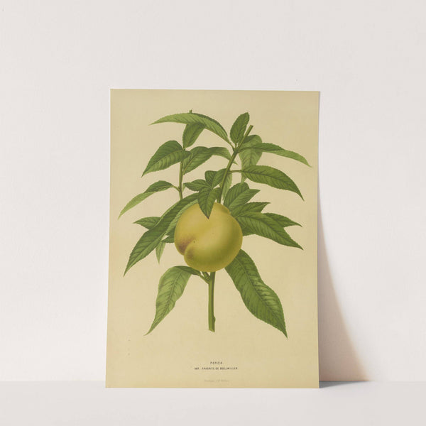 Nederlandsche flora en pomona Pl.09 (1879) by Abraham Jacobus Wendel