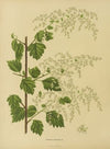 Nederlandsche flora en pomona Pl.10 (1879)