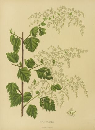 Nederlandsche flora en pomona Pl.10 (1879)