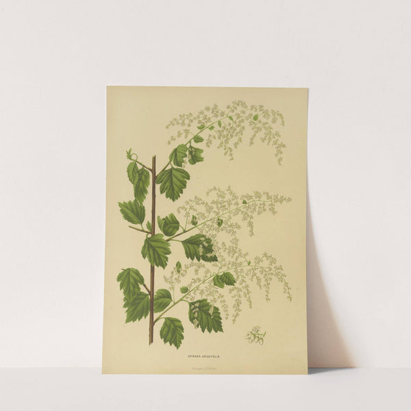 Nederlandsche flora en pomona Pl.10 (1879) by Abraham Jacobus Wendel