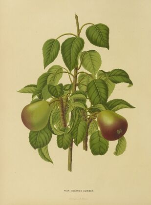 Nederlandsche flora en pomona Pl.11 (1879)