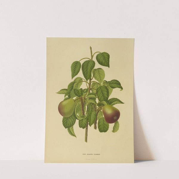 Nederlandsche flora en pomona Pl.11 (1879) by Abraham Jacobus Wendel