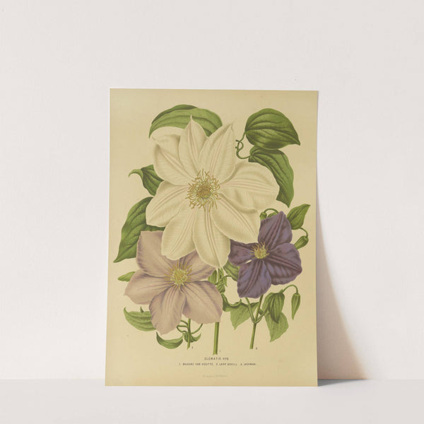 Nederlandsche flora en pomona Pl.12 (1879) by Abraham Jacobus Wendel