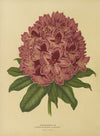 Nederlandsche flora en pomona Pl.13 (1879)