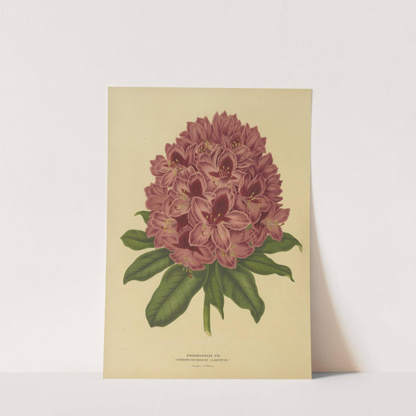 Nederlandsche flora en pomona Pl.13 (1879) by Abraham Jacobus Wendel