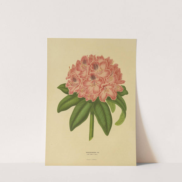 Nederlandsche flora en pomona Pl.14 (1879) by Abraham Jacobus Wendel