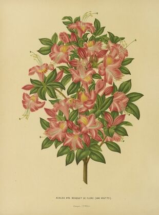 Nederlandsche flora en pomona Pl.16 (1879)