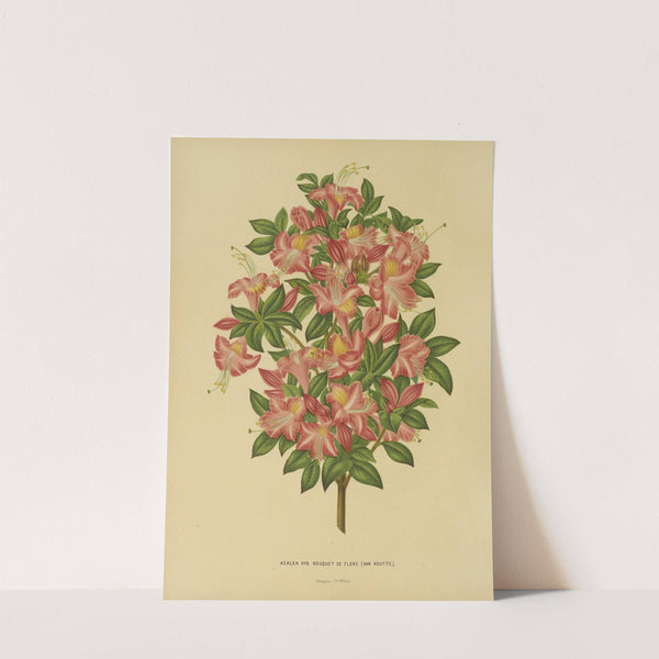 Nederlandsche flora en pomona Pl.16 (1879) by Abraham Jacobus Wendel