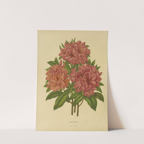 Nederlandsche flora en pomona Pl.17 (1879) by Abraham Jacobus Wendel