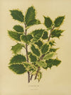 Nederlandsche flora en pomona Pl.18 (1879)