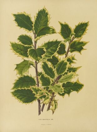 Nederlandsche flora en pomona Pl.18 (1879)