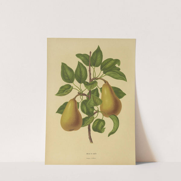 Nederlandsche flora en pomona Pl.19 (1879) by Abraham Jacobus Wendel