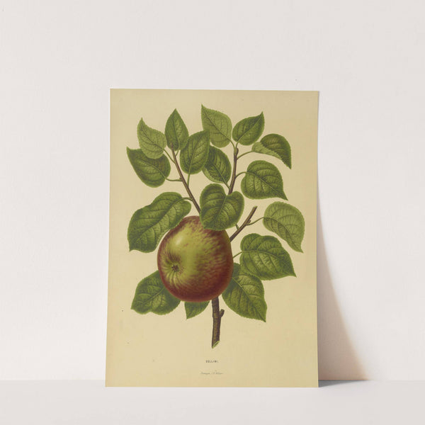 Nederlandsche flora en pomona Pl.20 (1879) by Abraham Jacobus Wendel