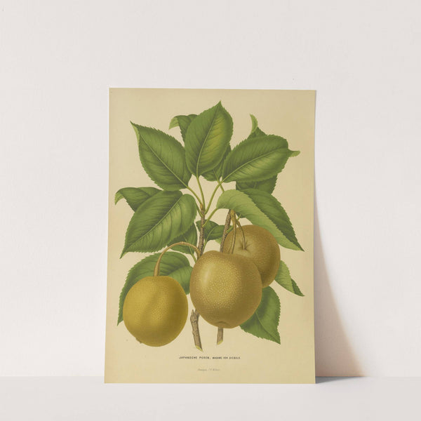 Nederlandsche flora en pomona Pl.21 (1879) by Abraham Jacobus Wendel