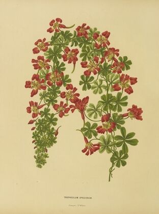 Nederlandsche flora en pomona Pl.22 (1879)