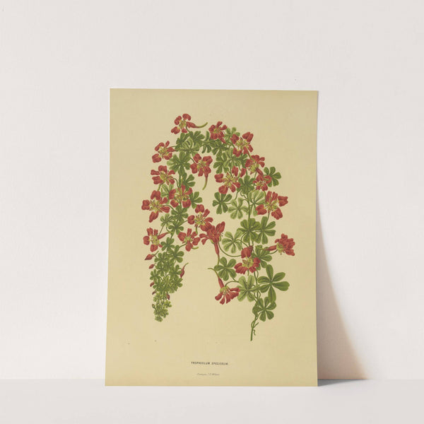 Nederlandsche flora en pomona Pl.22 (1879) by Abraham Jacobus Wendel