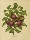 Nederlandsche flora en pomona Pl.24 (1879)