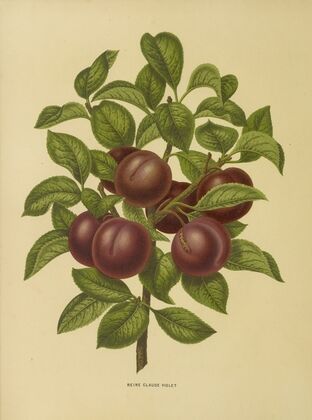 Nederlandsche flora en pomona Pl.24 (1879)