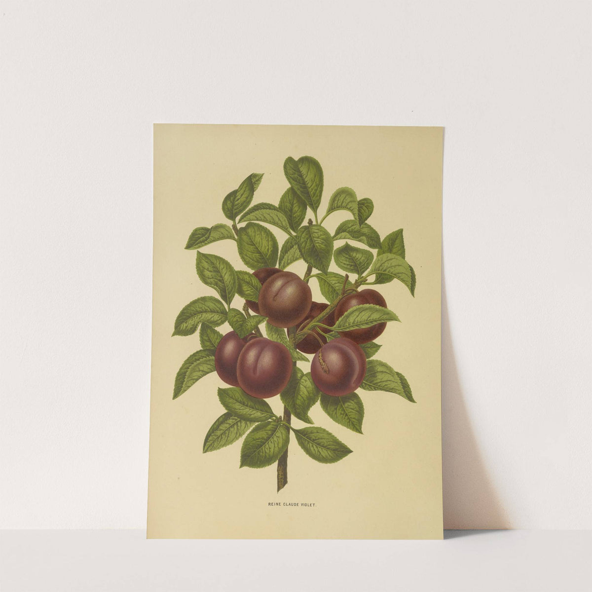 Nederlandsche flora en pomona Pl.24 (1879) by Abraham Jacobus Wendel