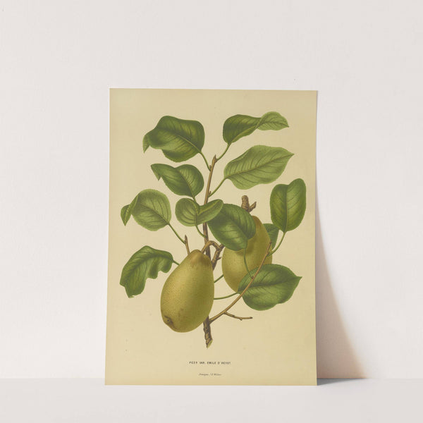 Nederlandsche flora en pomona Pl.25 (1879) by Abraham Jacobus Wendel