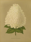 Nederlandsche flora en pomona Pl.26 (1879)