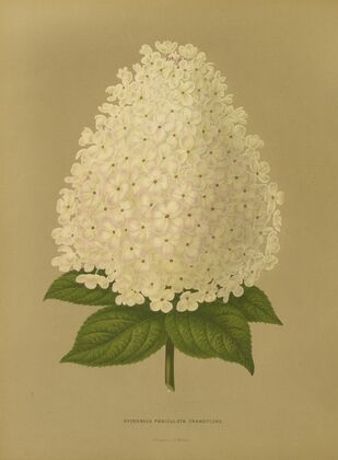 Nederlandsche flora en pomona Pl.26 (1879)