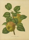 Nederlandsche flora en pomona Pl.27 (1879)