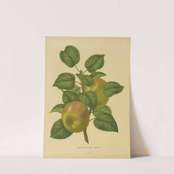 Nederlandsche flora en pomona Pl.27 (1879) by Abraham Jacobus Wendel