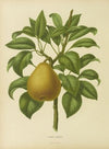 Nederlandsche flora en pomona Pl.28 (1879)