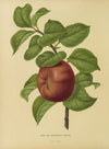 Nederlandsche flora en pomona Pl.29 (1879)