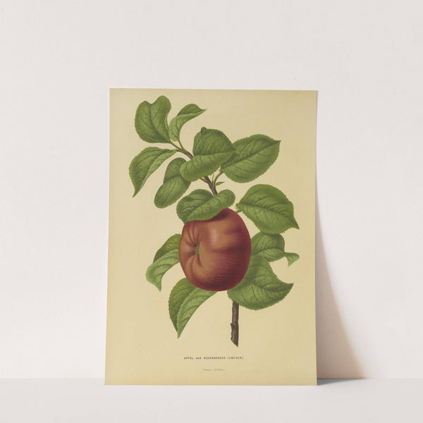 Nederlandsche flora en pomona Pl.29 (1879) by Abraham Jacobus Wendel