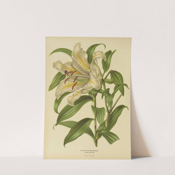 Nederlandsche flora en pomona Pl.30 (1879) by Abraham Jacobus Wendel