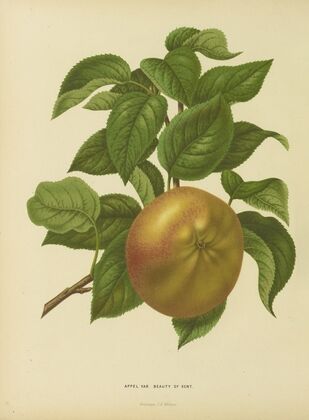 Nederlandsche flora en pomona Pl.31 (1879)