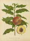 Nederlandsche flora en pomona Pl.32 (1879)