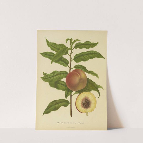 Nederlandsche flora en pomona Pl.32 (1879) by Abraham Jacobus Wendel