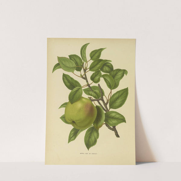 Nederlandsche flora en pomona Pl.35 (1879) by Abraham Jacobus Wendel