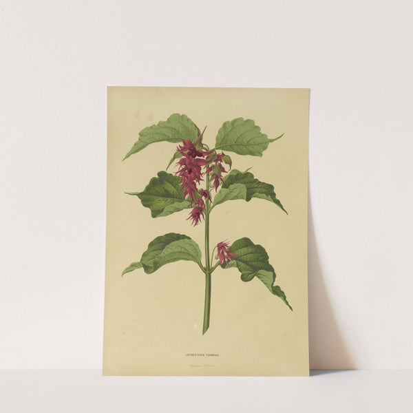 Nederlandsche flora en pomona Pl.36 (1879) by Abraham Jacobus Wendel